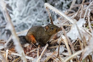 EA开源IRIS工具 协助开发者帮助光敏感性疾病玩家